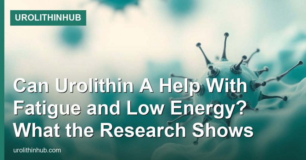 Can Urolithin A Help With Fatigue and Low Energy? What the Research Shows - UrolithinHub