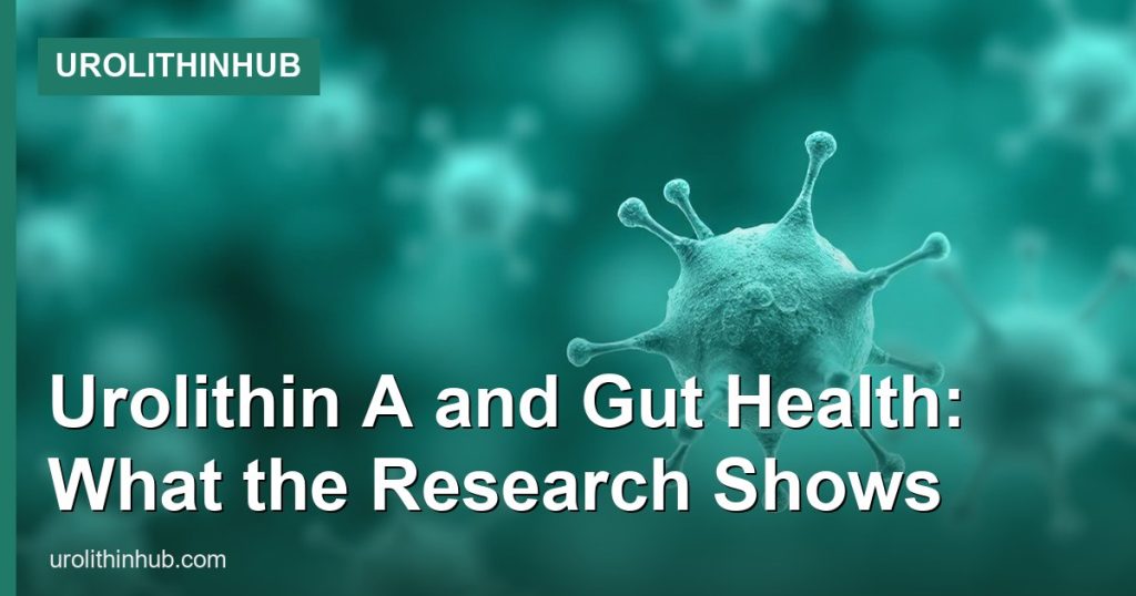 Urolithin A and Gut Health: What the Research Shows - UrolithinHub