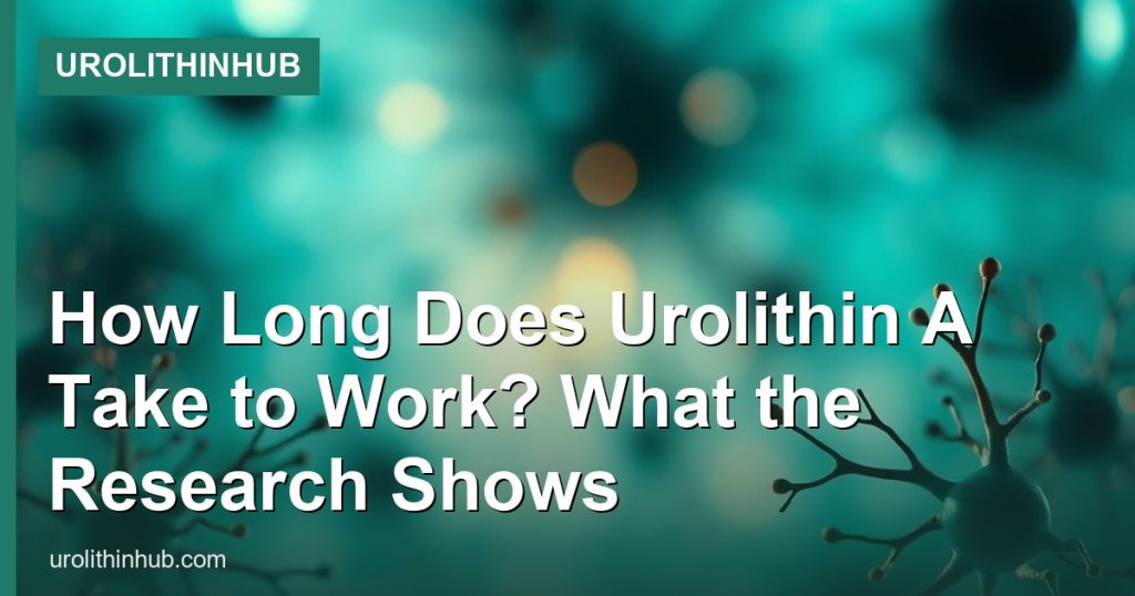 How Long Does Urolithin A Take to Work? What the Research Shows - UrolithinHub