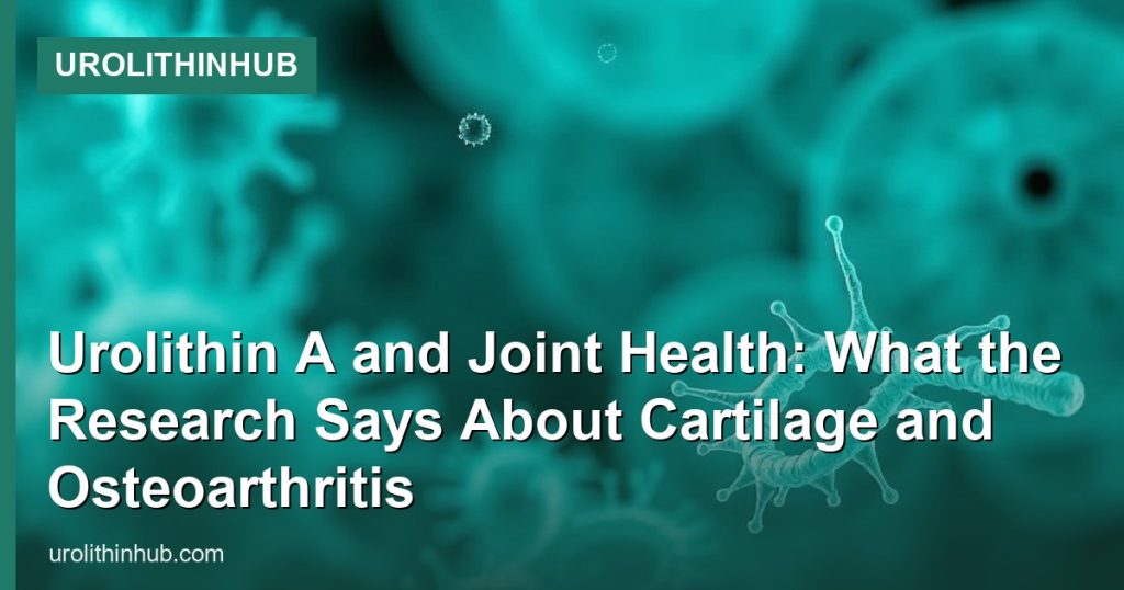 Urolithin A and Joint Health: What the Research Says About Cartilage and Osteoarthritis - UrolithinHub