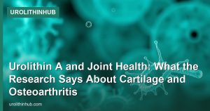 Urolithin A and Joint Health: What the Research Says About Cartilage and Osteoarthritis