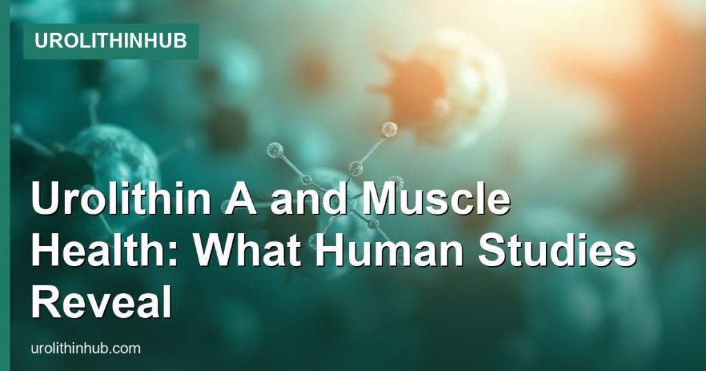 Urolithin A and Muscle Health: What Human Studies Reveal - UrolithinHub