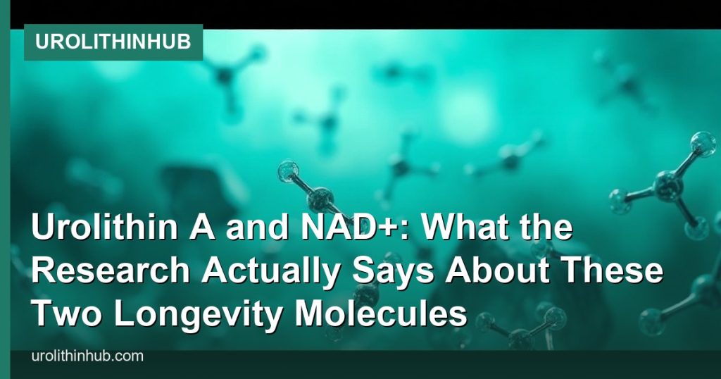 Urolithin A and NAD+: What the Research Actually Says About These Two Longevity Molecules - UrolithinHub
