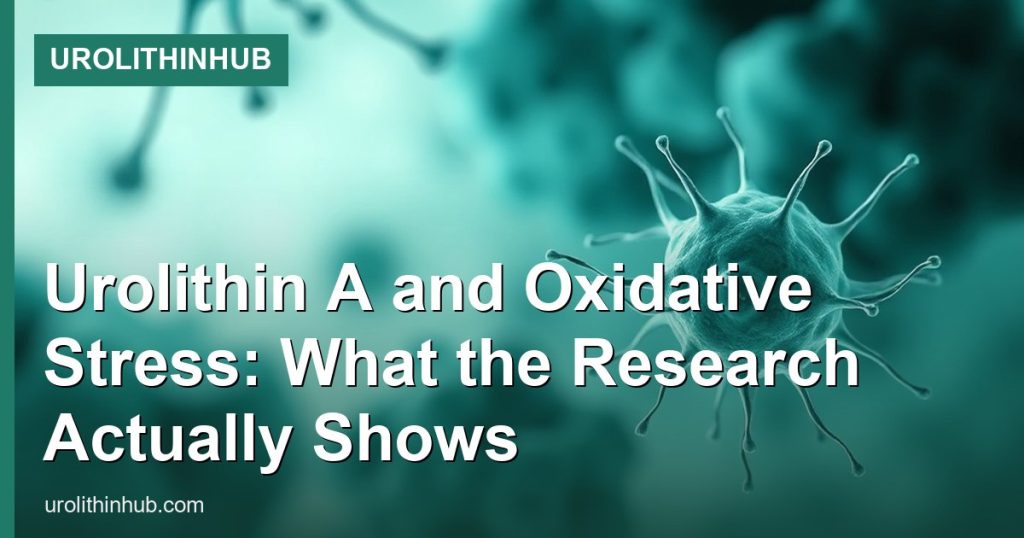 Urolithin A and Oxidative Stress: What the Research Actually Shows - UrolithinHub