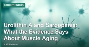 Urolithin A and Sarcopenia: What the Evidence Says About Muscle Aging