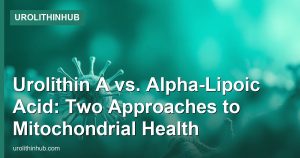Urolithin A vs. Alpha-Lipoic Acid: Two Approaches to Mitochondrial Health