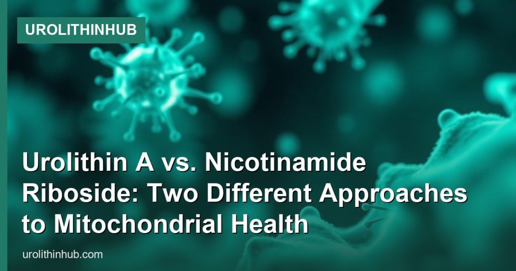 Urolithin A vs. Nicotinamide Riboside: Two Different Approaches to Mitochondrial Health - UrolithinHub