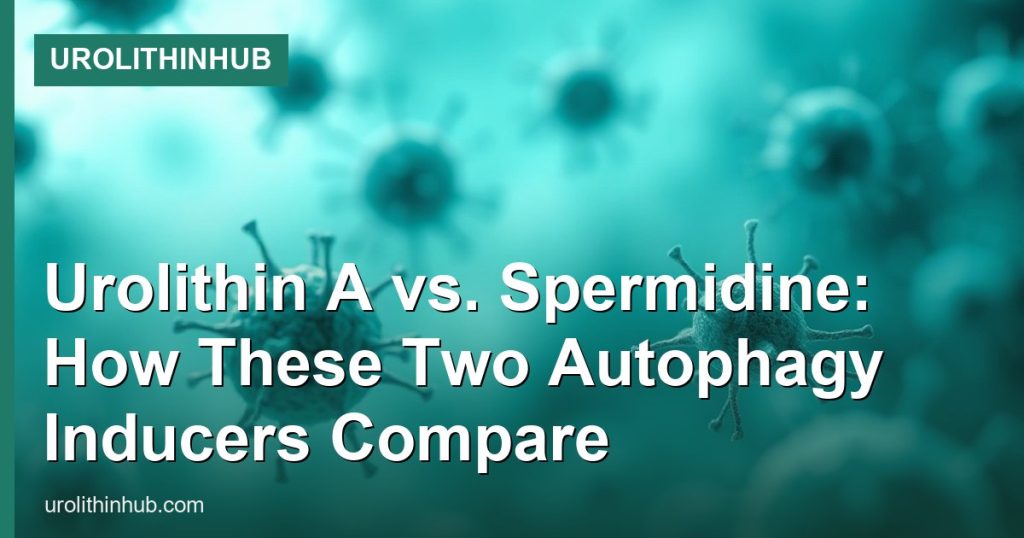 Urolithin A vs. Spermidine: How These Two Autophagy Inducers Compare - UrolithinHub